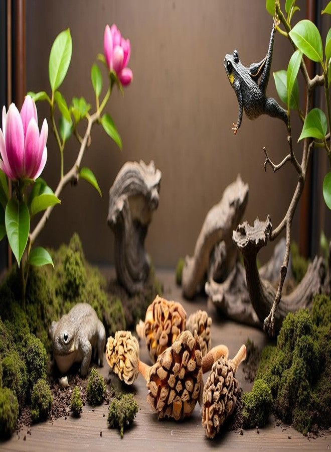 Galapagos Magnolia Seed Pods Natural Bioactive Terrariums Provides shelter and Food for microfauna 2-4 inch pods 5pk - Image 2